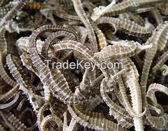 DRIED SEAHORSES DISCOUNT PRICE