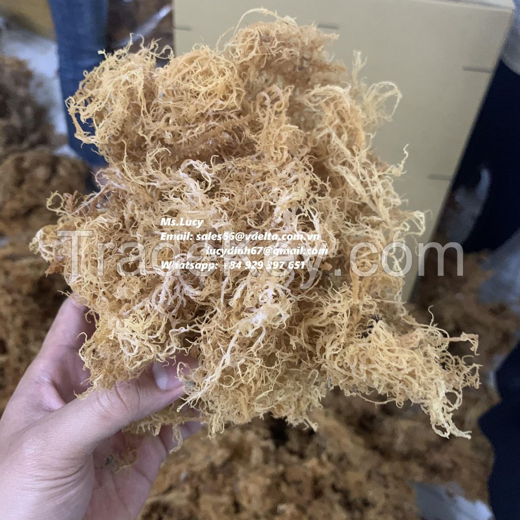 Sea Moss Irish Moss Dried Seaweed/ Eucheuma Cottonii for Export Ms.Lucy +84 929 397 651