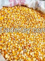 Best Quality White And Yellow Corn