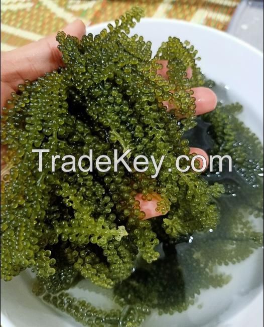 Salted Sea Grapes