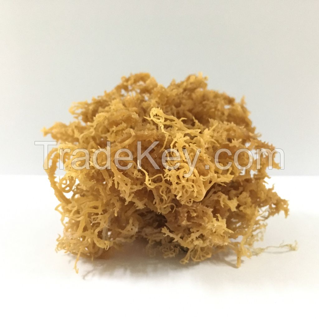 Dried wildcrafted irish moss/ sea moss from Vietnam - Sven + 84 966722357