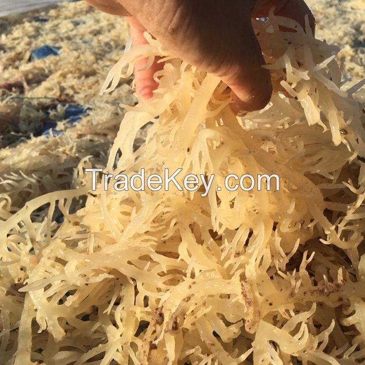 Irish Sea moss