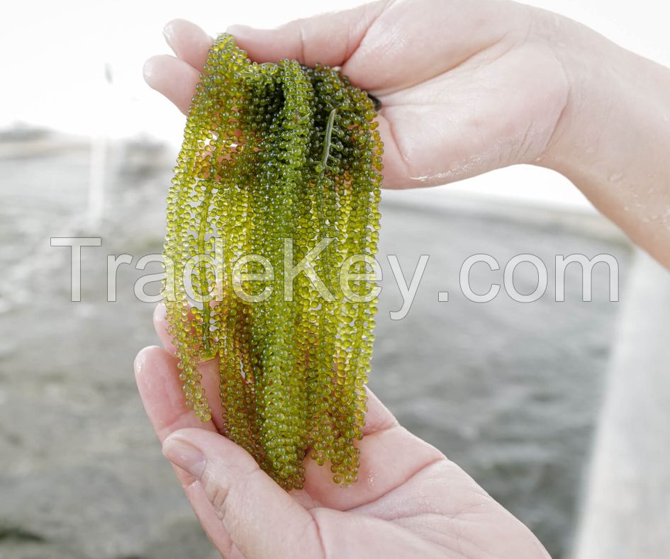 Supplier of Organic Sea Grapes from Viet Nam - Sven + 84 966722357