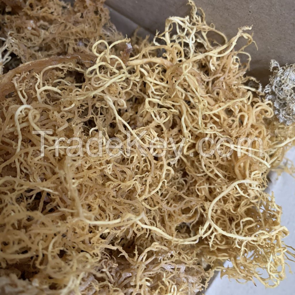 Irish Sea Moss from Viet Nam - Sven + 84 966722357