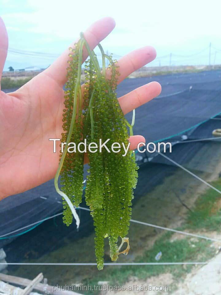 Organic Sea Grapes from Viet Nam - Sven + 84 966722357