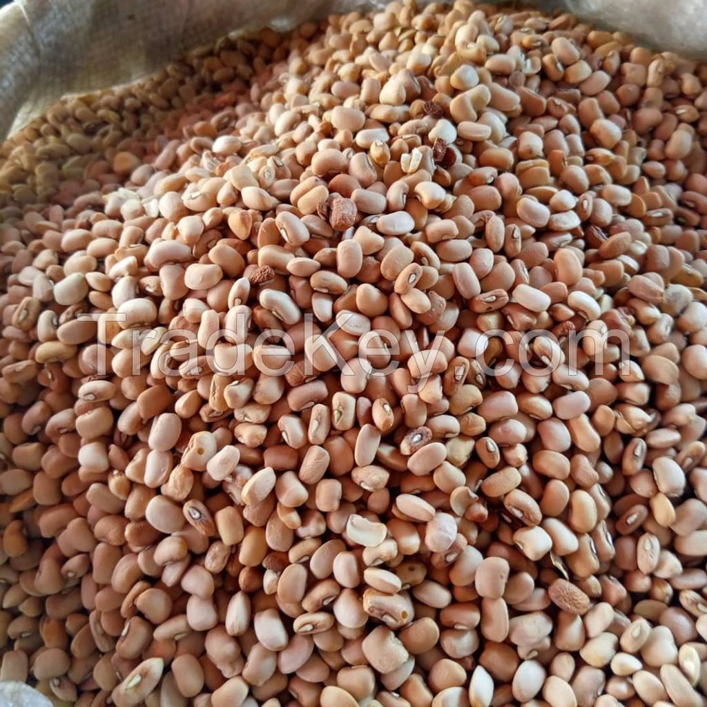 New crop best quality beans dry pinto beans light speckled kidney bean LSKB Sugar