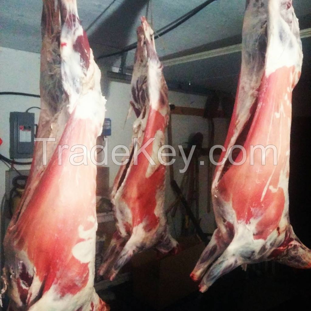 Lamb & Mutton Carcass / Halal Frozen Sheep Meat /Halal Frozen Full Lamb Carcass Goat Meat