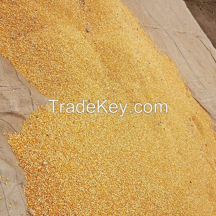 Non GMO Yellow maize/corn / Dry White Maize For Bulk Export