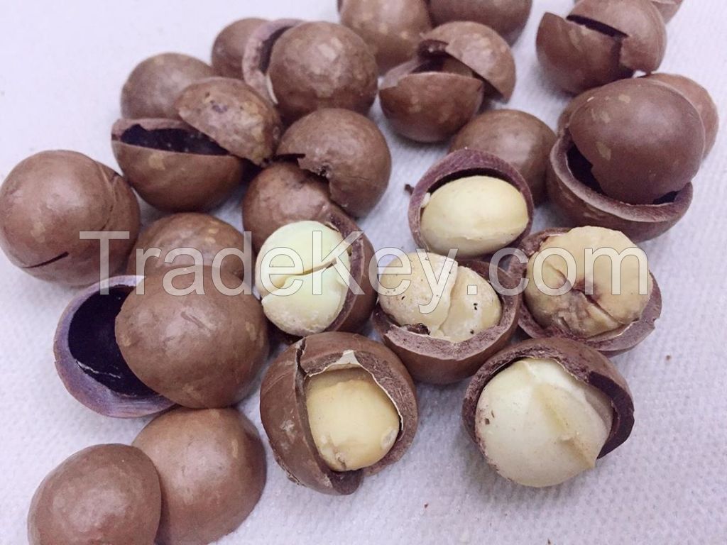 Rich in nutritional value delicious Full fruit macadamia nuts