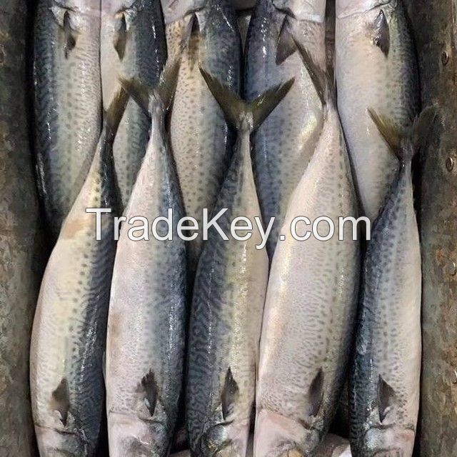 High Quality Frozen Horse Mackerel Frozen Fish Price