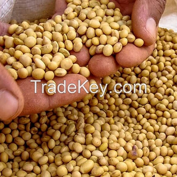 High Quality Non GMO Yellow Soybeans - Soybeans /Soya Bean (8.0mm) with High Quality