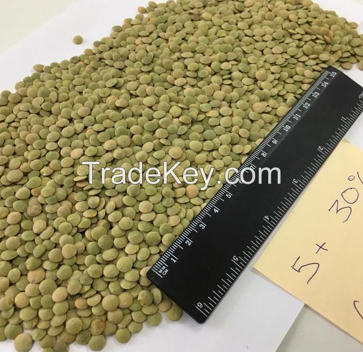 Bulk Green And Red Quality Lentils for sale