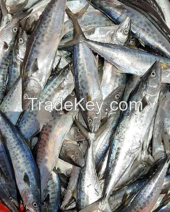 Wholesale cheap seafood frozen fresh sardine fish whole round