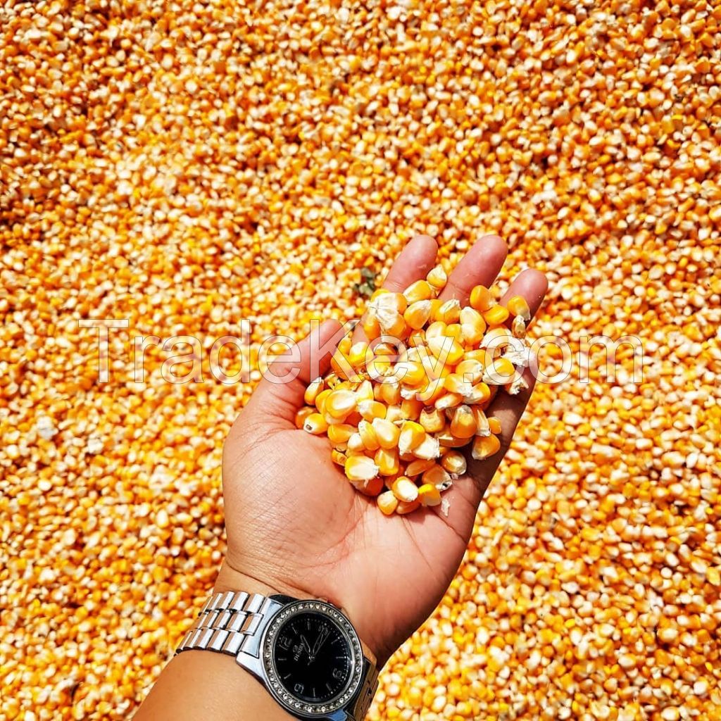 Yellow Corn/Maize For Animal Feed