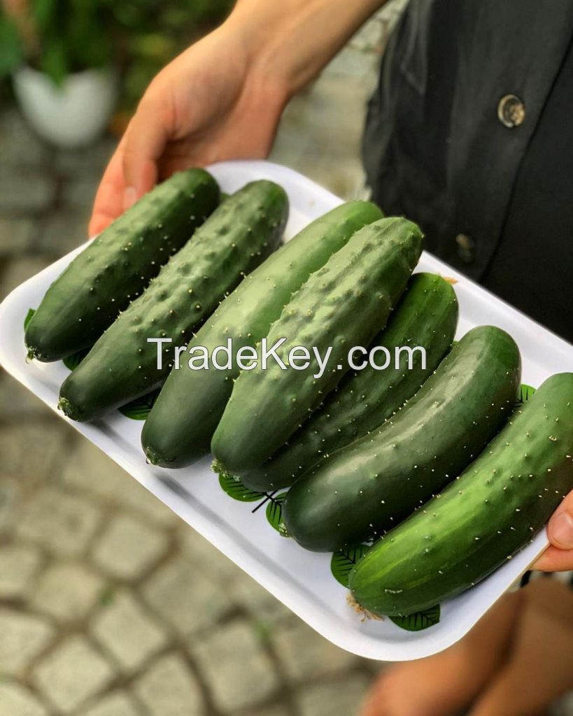 Fresh Cucumber/ Fresh vegetable cucumber organic wholesale high quality healthy fresh cucumber