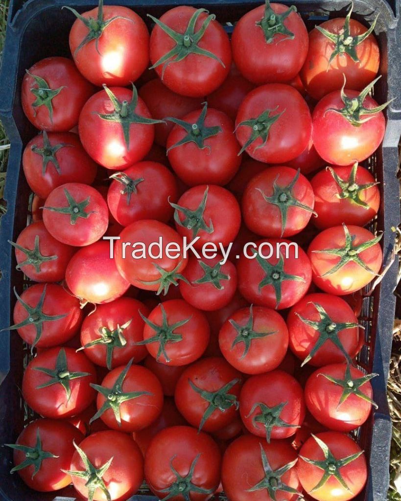 Fresh Tomatoes 2020 New Season Delicious High Quality Red Tomato From Turkey