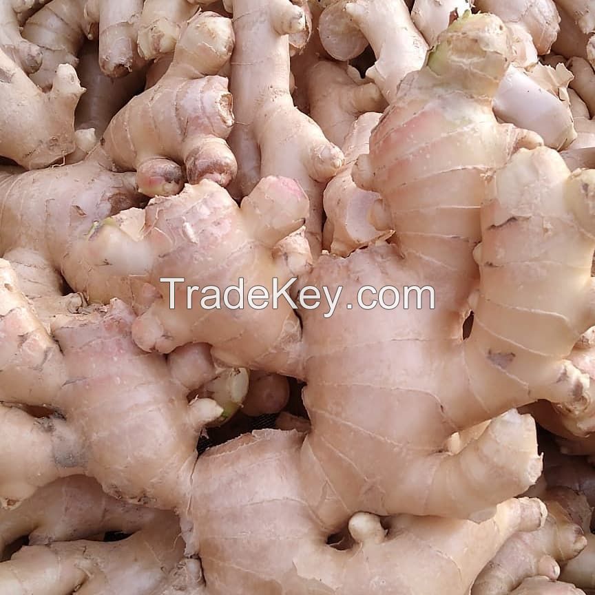 100% Pure Fresh Organic Ginger