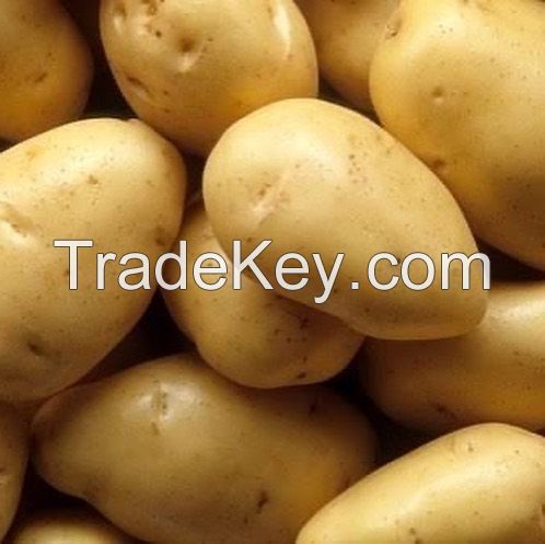 Fresh Potato Fresh New Fresh Potato Seeds For Wholesale