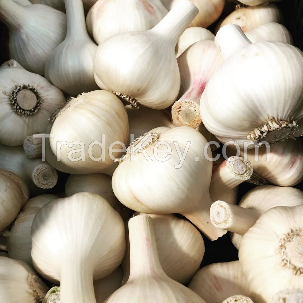 New crop fresh natural pure white garlic for sale