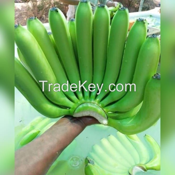 Cavendish Banana FRESH GREEN CAVENDISH BANANA WITH COMPETITIVE