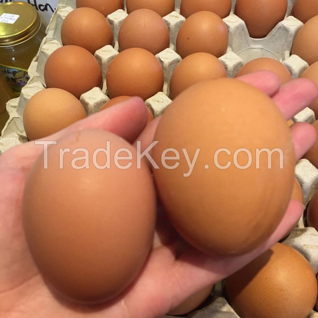 Fresh Chicken Table Eggs for sale