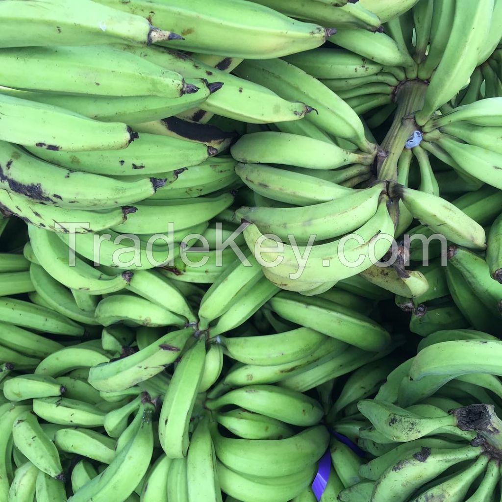 Plantains Green Plantain Banana/Fresh Green Plantains for sale