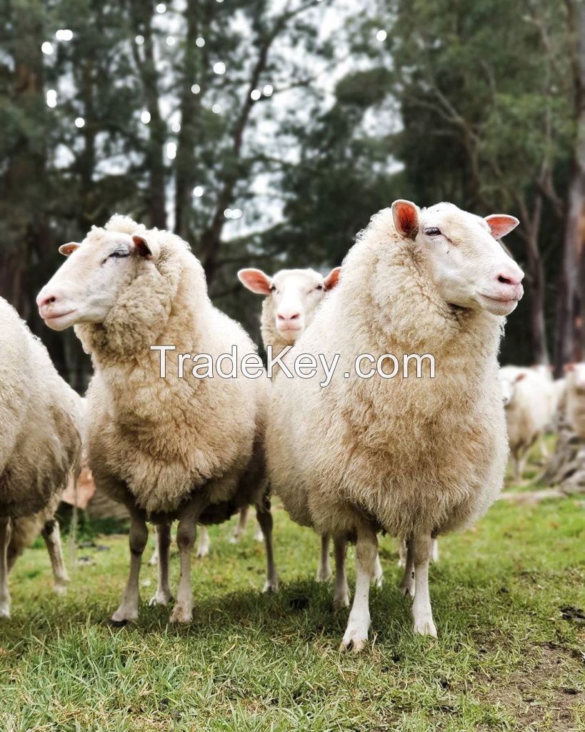 Boer Goats Live Sheep Cattle Live Dairy Cows and Pregnant Style Health Weight