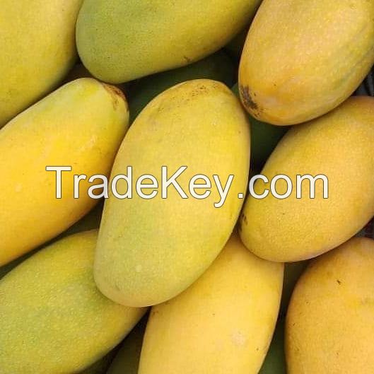 Fresh Quality South African Mangoes