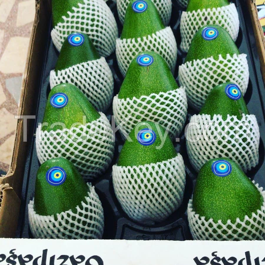 Wholesale high quality fresh healthy fruit avocados