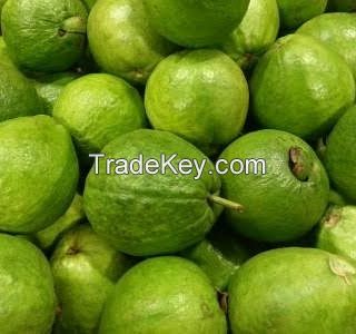 Fresh Guava with GOOD PRICE