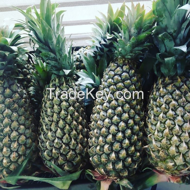 South Africa Fresh Premium Quality Pineapple