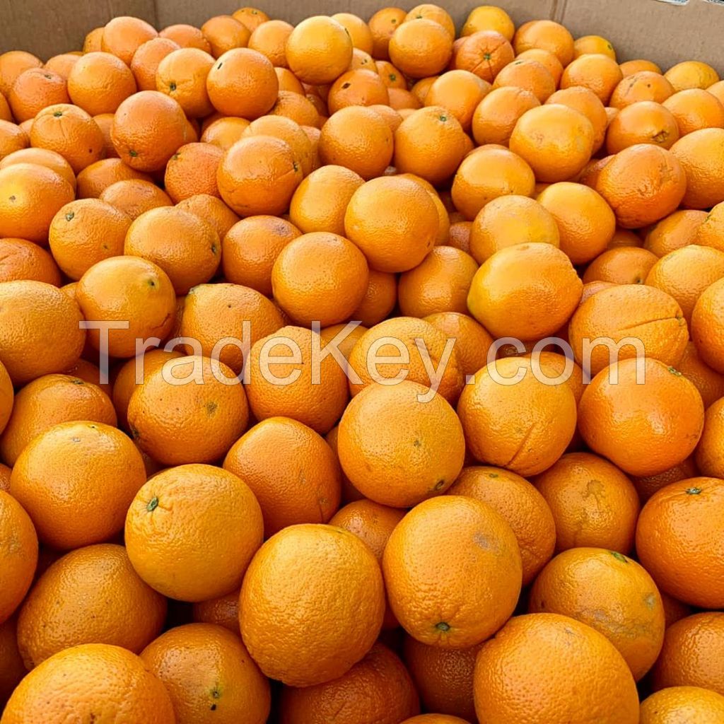 Low Best Price For Fresh Orange Fruit Wholesale Valencia Navel Orange