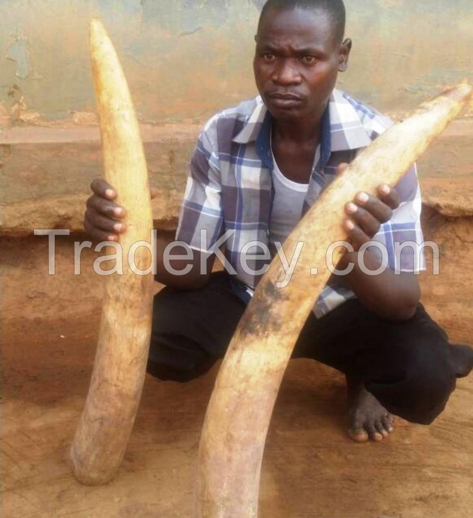 QUALITY OX COW AND BUFFALO HORNS FOR SALE