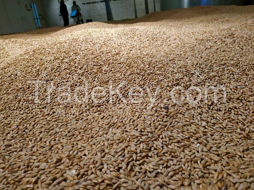 Feed Barley For Animal Feed and Human