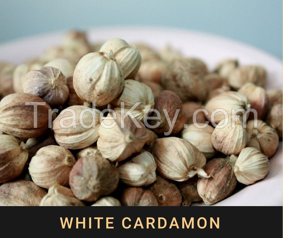 Cardamom