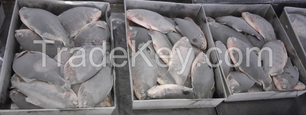 OFFER FROZEN RED PACU
