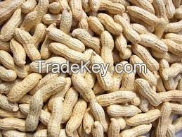 New Crop Shandong Raw Peanuts In Shell