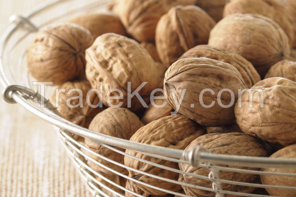 Best Quality Walnut for Sale Good Quality 100%