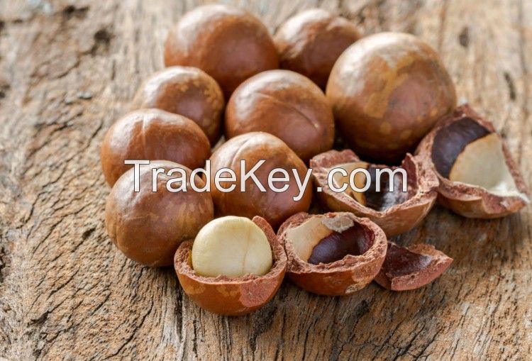 Premium Roasted Macadamia Nuts Kernel With Shell