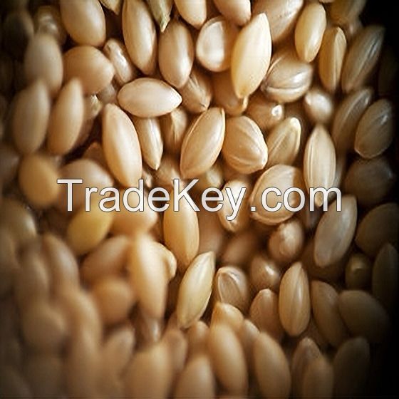 Wheat / Barley / Canary Seeds