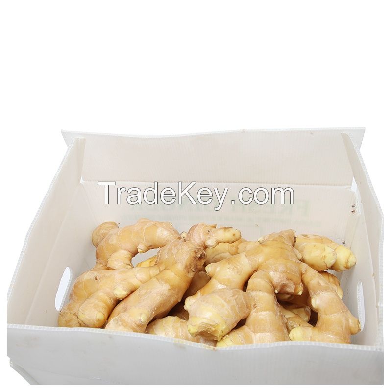 Fresh Ginger With Competitive Price