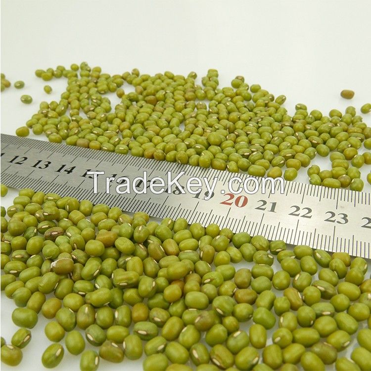 Green Vigna Mung Beans / Green Mung Beans / Vigna Mung Beans
