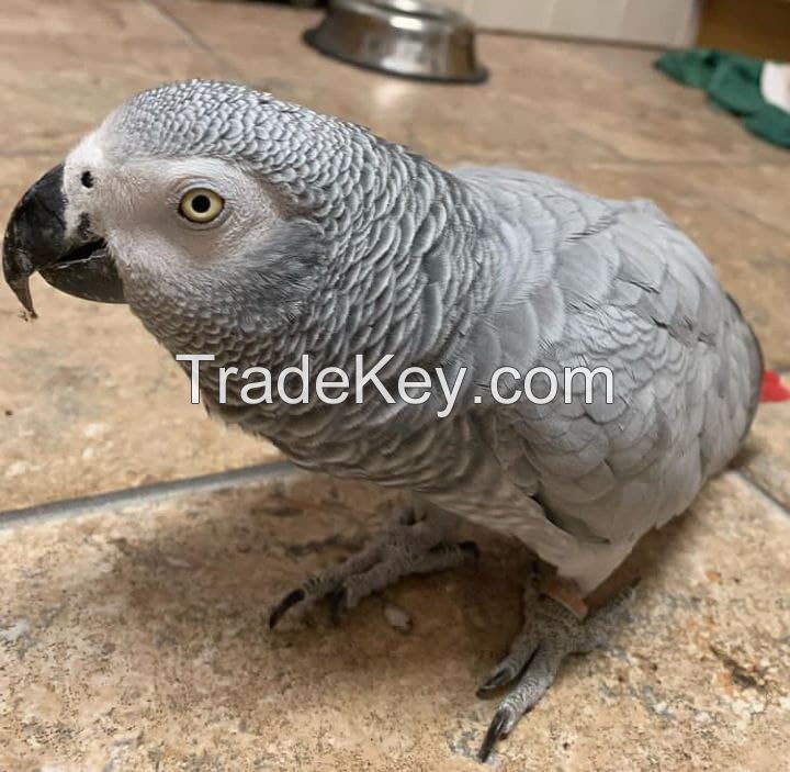 Adorable Macaws, Cockatoo and African Grey Parrot & Eggs