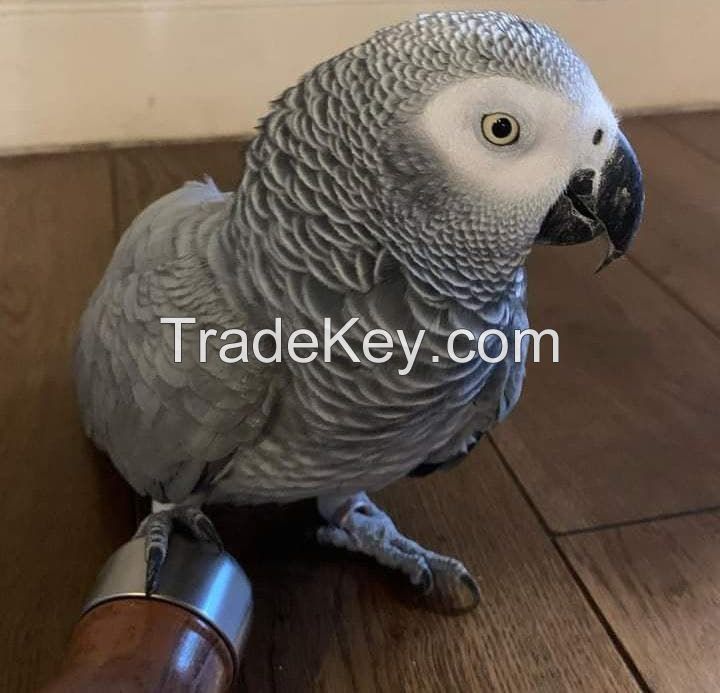 Cheap African grey parrots for sale near me