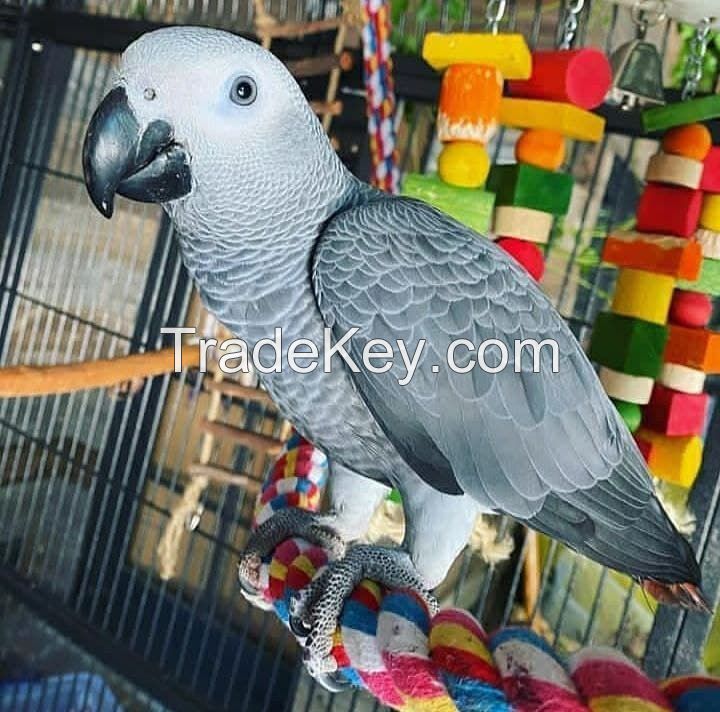 AFRICAN GREY PARROTS FOR SALE