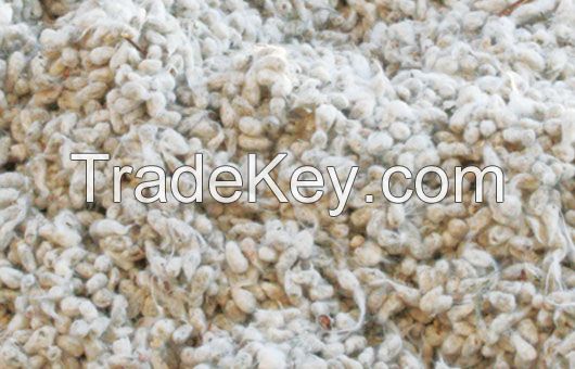 COTTONSEED, WHOLE