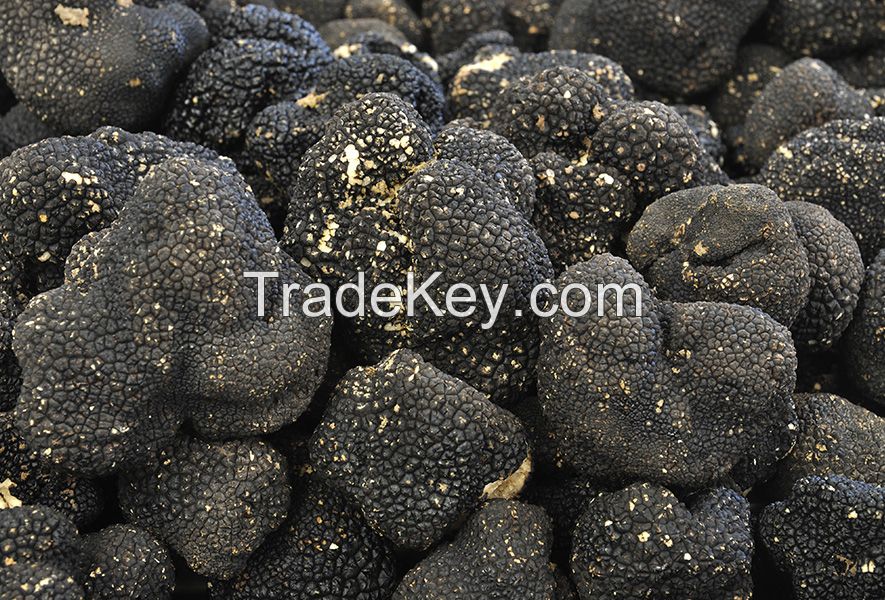 Truffle White, Truffle Black Truffle