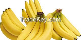 Cavendish Banana