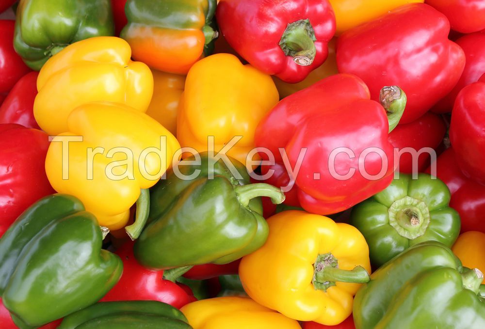 Green, Yellow and Red Bell Pepper