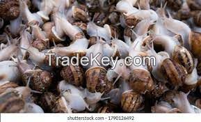 GIANT AFRICAN SNAILS AND SNAILS SLIME FOR SALE